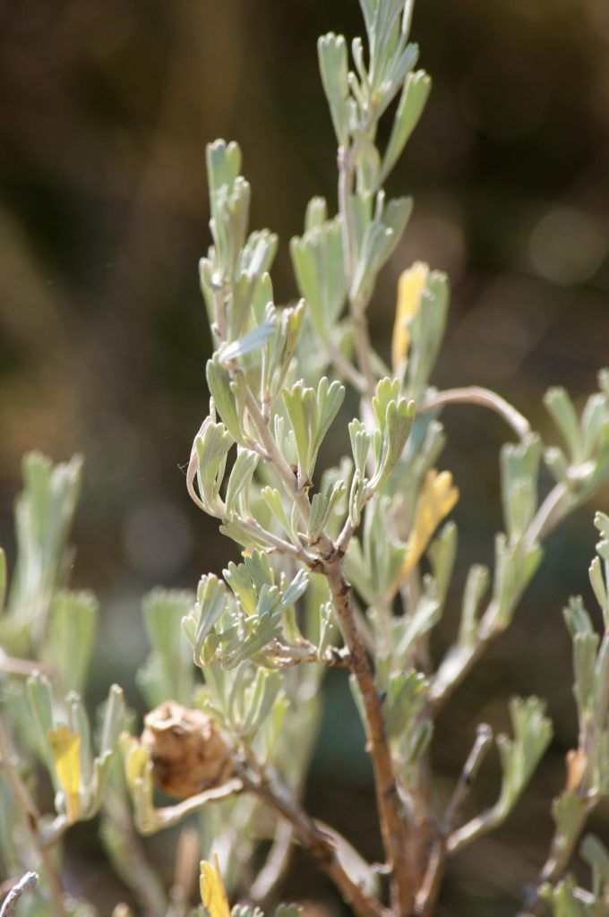 Sagebrush plant